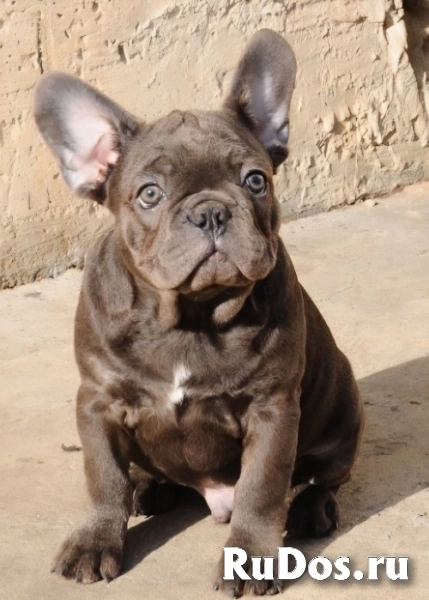 Французский бульдог, экзотические щенки изображение 5