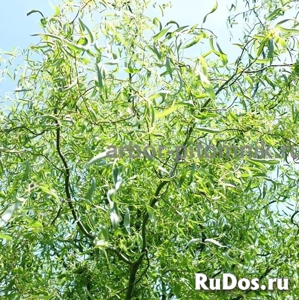 , купить растения фотка