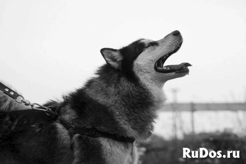 Харизматичный хаски по имени Борис ищет своего человека! изображение 5