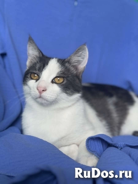 Замечательный котенок Лунтик  ищет дом! фотка