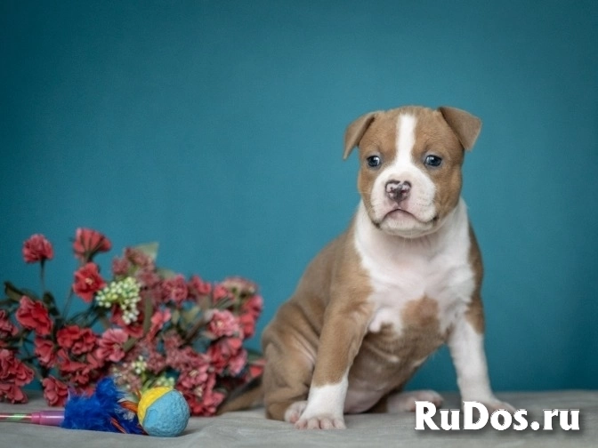 Красивые детки Амстаффтерьера ркф изображение 8