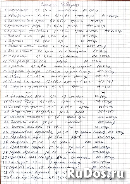 Рассада Гномы Дварф изображение 7