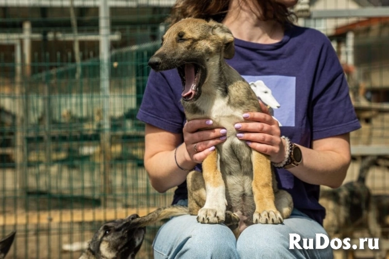 Маленькая красавица Хильда в самые добрые руки! изображение 9