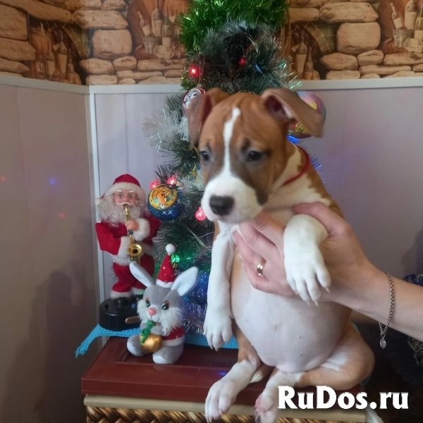 Рыжие малыши Амстаффтерьера ркф изображение 7