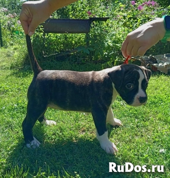 Тигровая малышка аст  ркф изображение 9