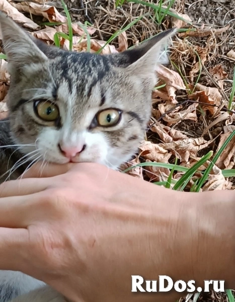 Ищут дом трое котят. изображение 4