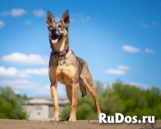 Позитивная и жизнерадостная собака Кэнди в добрые руки изображение 5