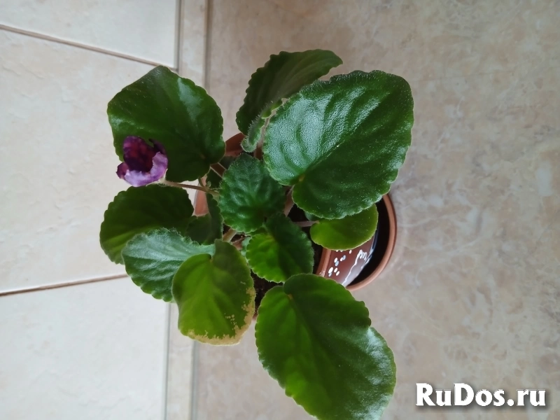 , купить растения фотка