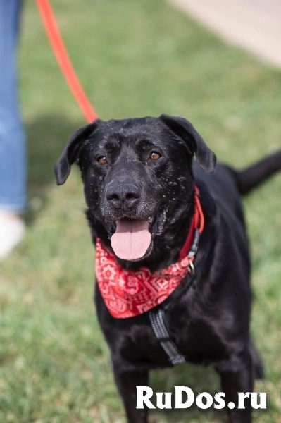 Дружелюбный Неро ищет дом и семью! фото