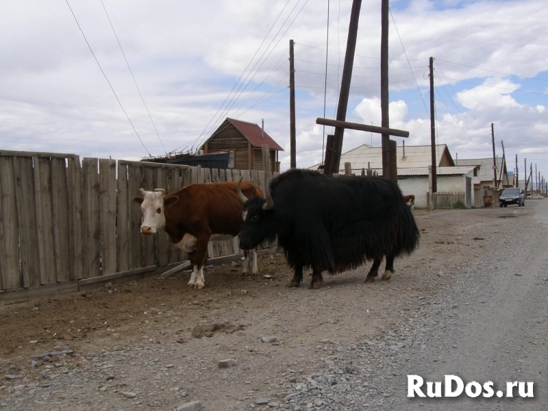 Автопутешествие по Чуйскому тракту изображение 5