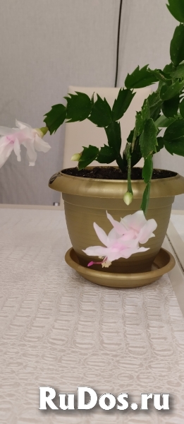 Комнатные цветы изображение 6