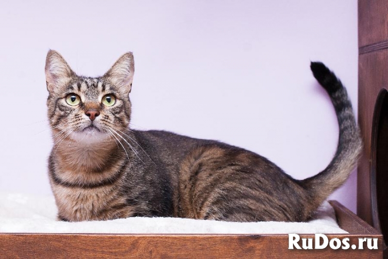 Кот Тишка в добрые ручки! изображение 4