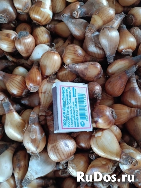 Луковица нарцисса изображение 3