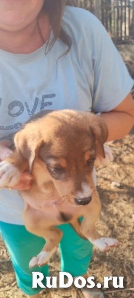 Щенки. братик и сестричка. Ищем ручки. изображение 3