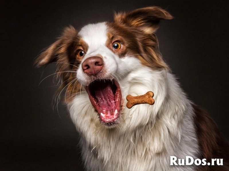 Фасовщики корма для кошек / Работа с проживанием фотка