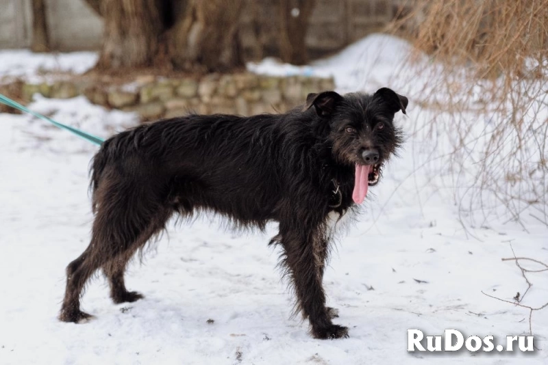 Барон - самый дружелюбный пес на свете (метис ризеншнауцера) изображение 7