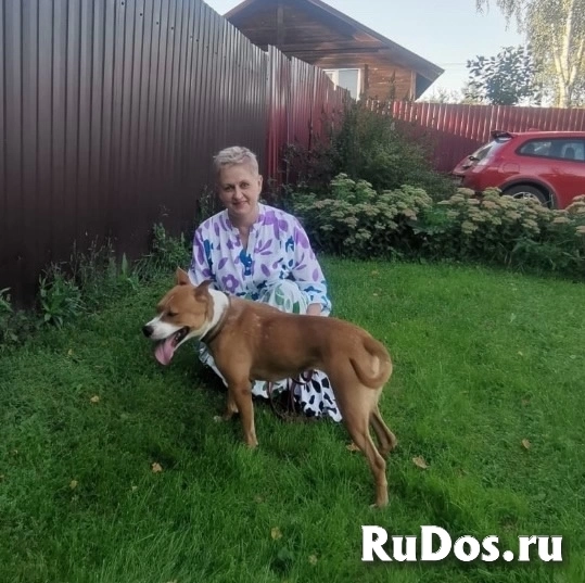 Ищет семью собака Хельга. В добрые руки. изображение 4