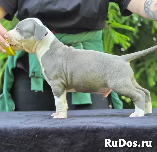 Голубой кобель Амстаффтерьера ркф изображение 8