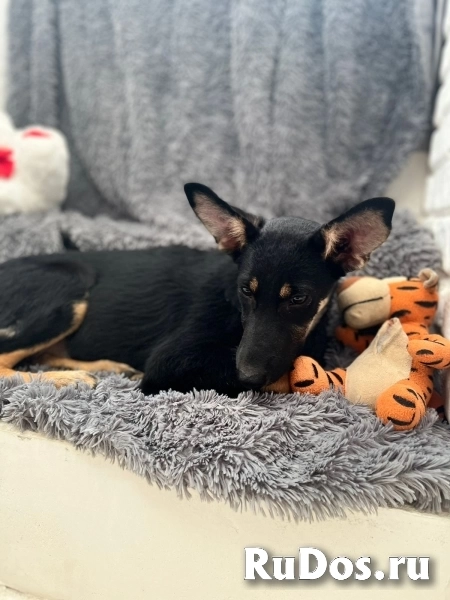 Чудесная девочка Дейзи ищет дом. фото