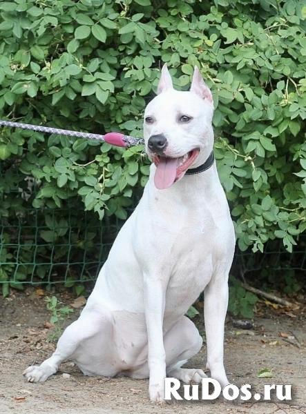 Особенная Астра изображение 3