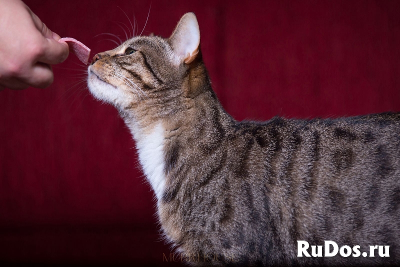 Красивая кошечка мечтает о хозяине изображение 4