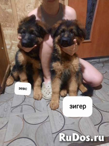 Щенки немецкой овчарки в иркутске изображение 3