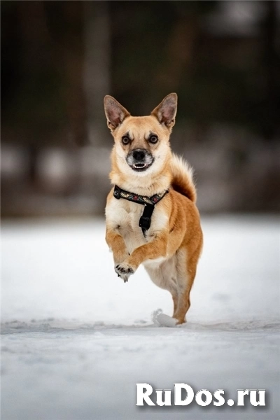 Маленькая собака Сури в добрые руки. изображение 8