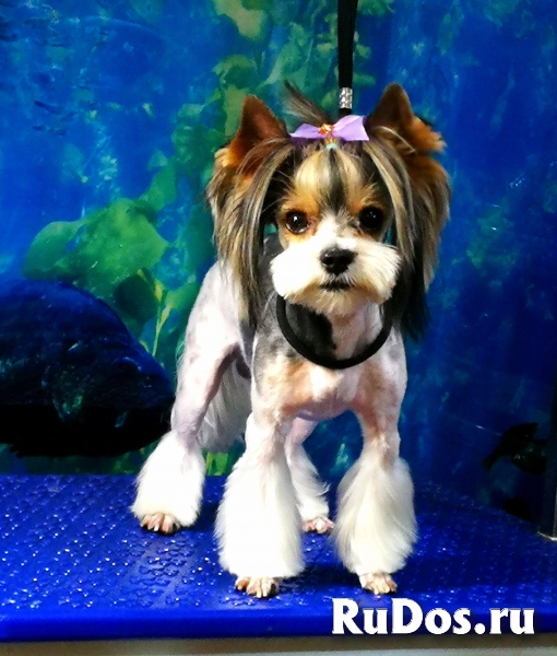 Стрижка собак, котов и кошек изображение 6