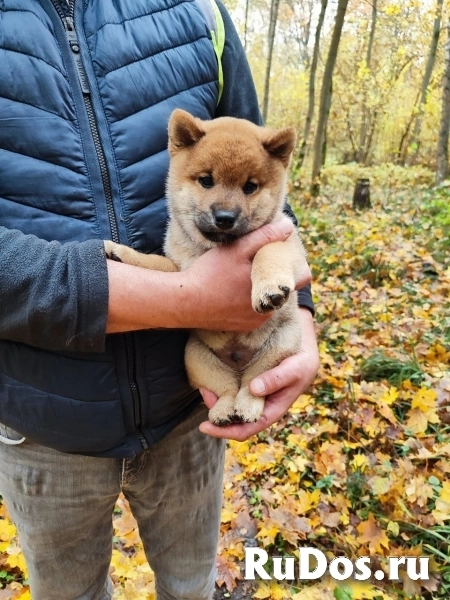 Сиба ину щенок мальчик здоровый чистокровный родители чемпионы изображение 4