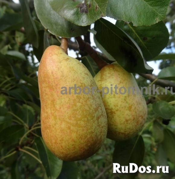 Саженцы груши, крупномеры груш из питомника в Подмосковье фотка