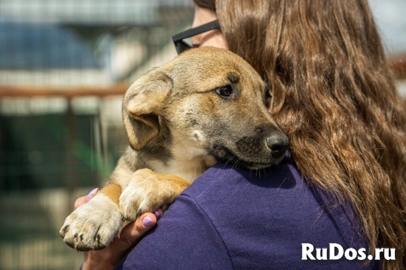 Маленькая красавица Хильда в самые добрые руки! изображение 5