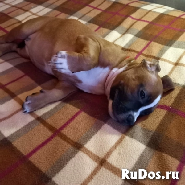 Рыжие  девочки Амстаффтерьера ркф изображение 3