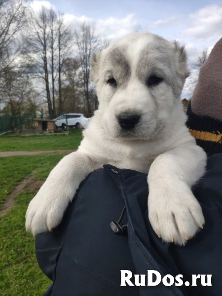 Породистые щенки САО (Алабай) изображение 3