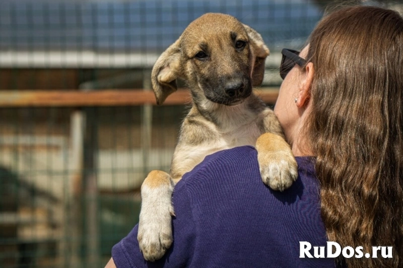 Маленькая красавица Хильда в самые добрые руки! изображение 7
