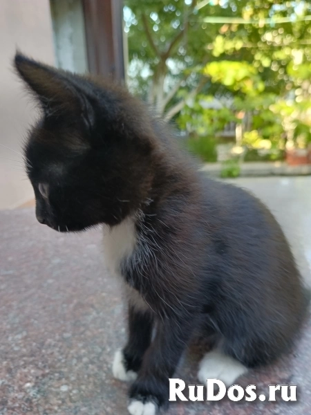 Отдам котят от матери крысоловки изображение 5