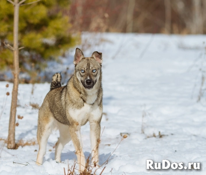 Голубоглазая малышка в ответственные руки! изображение 6