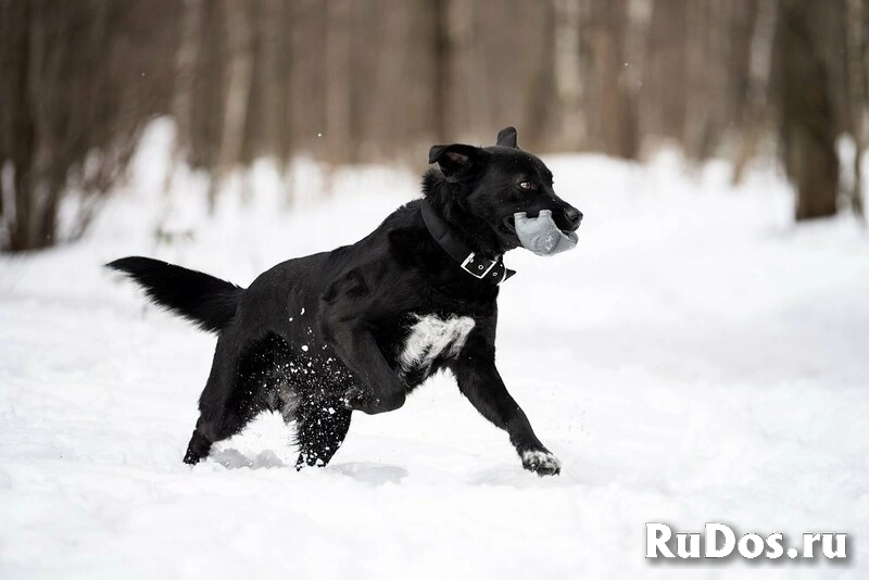 Чёрный богатырь Макс в добрые руки изображение 8