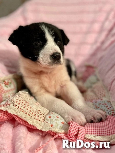 Милая малышка Мая в самые добрые руки! изображение 6