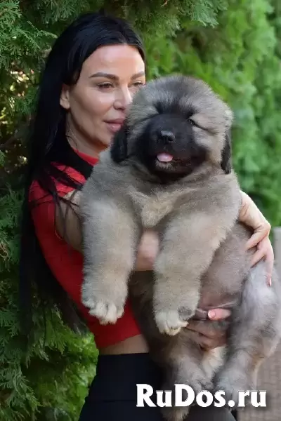 Кавказская овчарка изображение 5