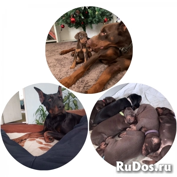 Щенки добермана изображение 4