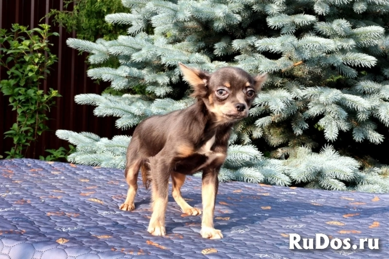 Милые мальчики мини и мелкий стандарт Чихуахуа фотка