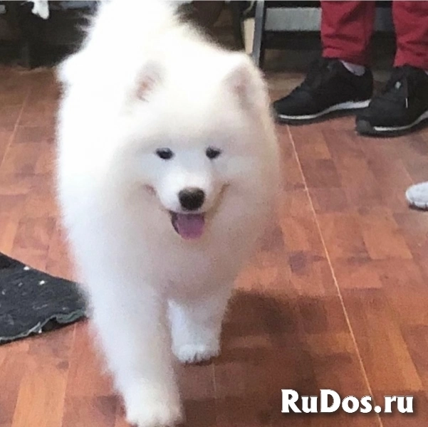 Шикарные щенки Самоедской лайки 5, 5 месяцев ркф изображение 4