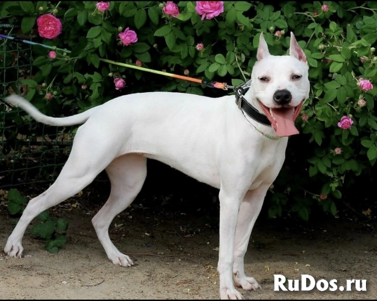 Особенная Астра фото