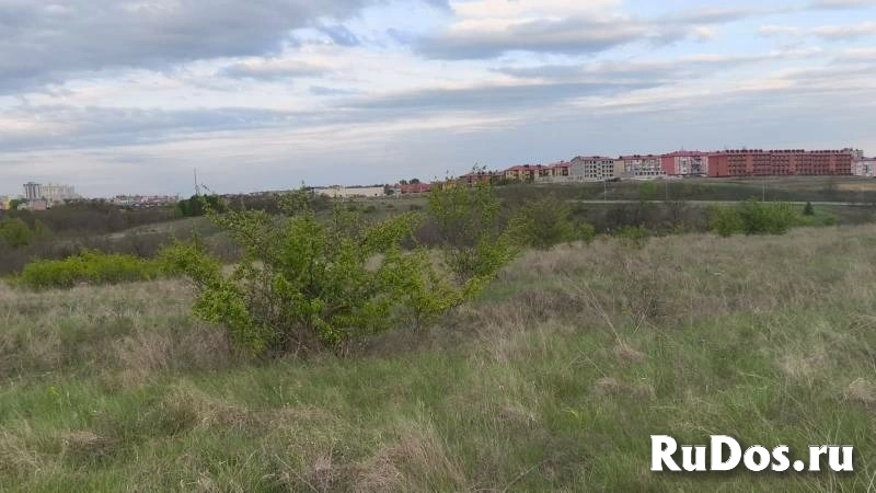 Дубовое изображение 3