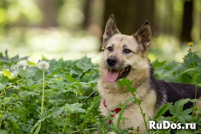 Пеппи ищет дом. И ждёт его всей душой. фото