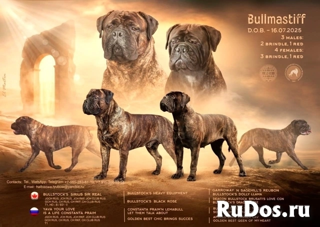 Щенки бульмастифа фотка