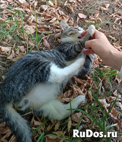 Ищут дом трое котят. изображение 3