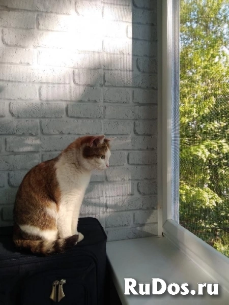 В Добрые руки ! Кошка - пухляшка! изображение 6