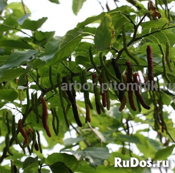 , купить растения изображение 4