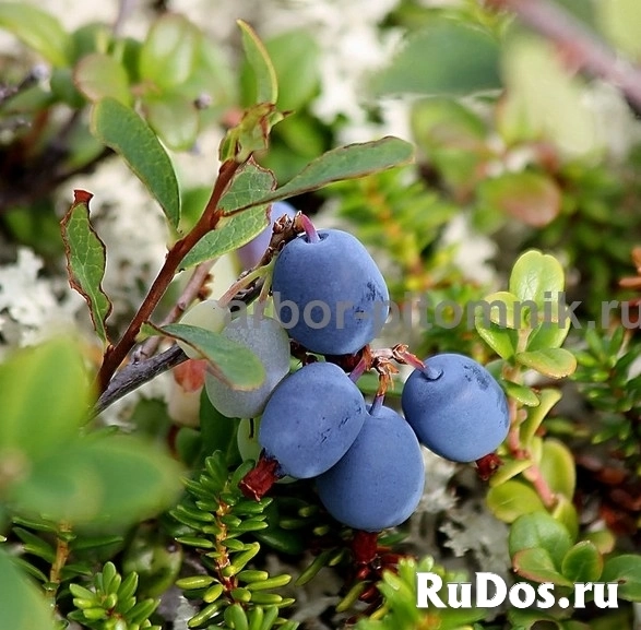 Саженцы и крупномеры голубики купить в Москве и Подмосковье с посадкой изображение 4